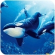 虎鲸模拟器官方版(The Killer Whale)